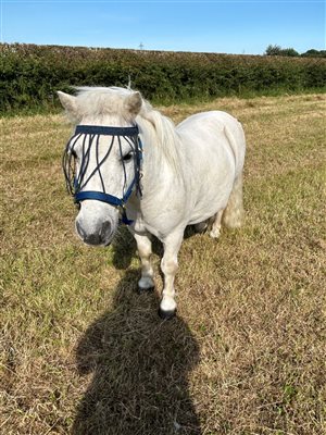 Friendly Shetland Pony